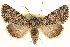  ( - CCDB-22947-F08)  @14 [ ] CreativeCommons - Attribution (2014) CBG Photography Group Centre for Biodiversity Genomics