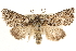  ( - CCDB-22947-F09)  @14 [ ] CreativeCommons - Attribution (2014) CBG Photography Group Centre for Biodiversity Genomics