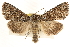  ( - CCDB-22947-F10)  @14 [ ] CreativeCommons - Attribution (2014) CBG Photography Group Centre for Biodiversity Genomics