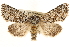  ( - CCDB-22947-F11)  @14 [ ] CreativeCommons - Attribution (2014) CBG Photography Group Centre for Biodiversity Genomics