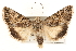  (Sympistis duplex - CCDB-22947-G08)  @15 [ ] CreativeCommons - Attribution (2014) CBG Photography Group Centre for Biodiversity Genomics