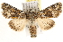  ( - CCDB-22947-G11)  @14 [ ] CreativeCommons - Attribution (2014) CBG Photography Group Centre for Biodiversity Genomics