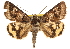  (Drasteria occulta - CCDB-22948-B01)  @14 [ ] CreativeCommons - Attribution (2014) CBG Photography Group Centre for Biodiversity Genomics