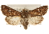  (Tricholita chipeta - CCDB-22948-C07)  @15 [ ] CreativeCommons - Attribution (2014) CBG Photography Group Centre for Biodiversity Genomics