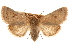  ( - CCDB-22948-D09)  @15 [ ] CreativeCommons - Attribution (2014) CBG Photography Group Centre for Biodiversity Genomics