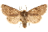  ( - CCDB-22948-D12)  @15 [ ] CreativeCommons - Attribution (2014) CBG Photography Group Centre for Biodiversity Genomics