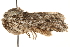  ( - CCDB-22948-E02)  @14 [ ] CreativeCommons - Attribution (2014) CBG Photography Group Centre for Biodiversity Genomics