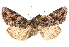  ( - CCDB-22948-E09)  @11 [ ] CreativeCommons - Attribution (2014) CBG Photography Group Centre for Biodiversity Genomics