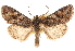  ( - CCDB-22948-E10)  @11 [ ] CreativeCommons - Attribution (2014) CBG Photography Group Centre for Biodiversity Genomics