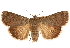  ( - CCDB-22948-F05)  @15 [ ] CreativeCommons - Attribution (2014) CBG Photography Group Centre for Biodiversity Genomics