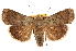  (Abagrotis mexicana - CCDB-22948-F06)  @15 [ ] CreativeCommons - Attribution (2014) CBG Photography Group Centre for Biodiversity Genomics