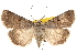  (Feltia austrina - CCDB-22948-F07)  @15 [ ] CreativeCommons - Attribution (2014) CBG Photography Group Centre for Biodiversity Genomics