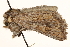  ( - CCDB-22948-G11)  @11 [ ] CreativeCommons - Attribution (2014) CBG Photography Group Centre for Biodiversity Genomics