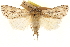  ( - CCDB-22948-H01)  @11 [ ] CreativeCommons - Attribution (2014) CBG Photography Group Centre for Biodiversity Genomics