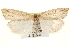  (Amolita delicata - CCDB-22948-H06)  @14 [ ] CreativeCommons - Attribution (2014) CBG Photography Group Centre for Biodiversity Genomics