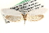  (Tegeticula - CCDB-22949-H08)  @15 [ ] CreativeCommons - Attribution (2014) CBG Photography Group Centre for Biodiversity Genomics