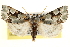  (Emarginea - CCDB-22950-B05)  @15 [ ] CreativeCommons - Attribution (2014) CBG Photography Group Centre for Biodiversity Genomics