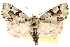  ( - CCDB-22950-B08)  @15 [ ] CreativeCommons - Attribution (2014) CBG Photography Group Centre for Biodiversity Genomics