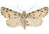  ( - CCDB-22950-E05)  @15 [ ] CreativeCommons - Attribution (2014) CBG Photography Group Centre for Biodiversity Genomics