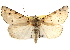  ( - CCDB-22950-E06)  @15 [ ] CreativeCommons - Attribution (2014) CBG Photography Group Centre for Biodiversity Genomics