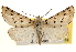  ( - CCDB-22950-E08)  @15 [ ] CreativeCommons - Attribution (2014) CBG Photography Group Centre for Biodiversity Genomics