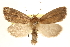  (Photedes enervata - CCDB-22950-G05)  @15 [ ] CreativeCommons - Attribution (2014) CBG Photography Group Centre for Biodiversity Genomics
