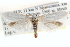  ( - CCDB-22951-A03)  @13 [ ] CreativeCommons - Attribution (2014) CBG Photography Group Centre for Biodiversity Genomics
