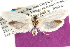  ( - CCDB-22951-A05)  @13 [ ] CreativeCommons - Attribution (2014) CBG Photography Group Centre for Biodiversity Genomics