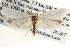  ( - CCDB-22951-A06)  @13 [ ] CreativeCommons - Attribution (2014) CBG Photography Group Centre for Biodiversity Genomics