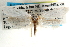  ( - CCDB-22951-A08)  @13 [ ] CreativeCommons - Attribution (2014) CBG Photography Group Centre for Biodiversity Genomics