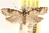  ( - CCDB-22951-E09)  @11 [ ] CreativeCommons - Attribution (2014) CBG Photography Group Centre for Biodiversity Genomics