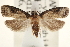  (Carposina sasakii - CCDB-22951-E12)  @15 [ ] CreativeCommons - Attribution (2014) CBG Photography Group Centre for Biodiversity Genomics