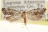  ( - CCDB-22951-F02)  @11 [ ] CreativeCommons - Attribution (2014) CBG Photography Group Centre for Biodiversity Genomics
