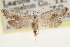  ( - CCDB-22951-F04)  @11 [ ] CreativeCommons - Attribution (2014) CBG Photography Group Centre for Biodiversity Genomics