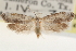  ( - CCDB-22951-F05)  @11 [ ] CreativeCommons - Attribution (2014) CBG Photography Group Centre for Biodiversity Genomics