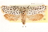  (Yponomeuta atomocella - CCDB-22951-G04)  @11 [ ] CreativeCommons - Attribution (2014) CBG Photography Group Centre for Biodiversity Genomics