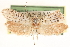  ( - CCDB-22951-G05)  @11 [ ] CreativeCommons - Attribution (2014) CBG Photography Group Centre for Biodiversity Genomics