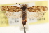  ( - CCDB-22951-G08)  @11 [ ] CreativeCommons - Attribution (2014) CBG Photography Group Centre for Biodiversity Genomics