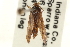  ( - CCDB-22951-G11)  @11 [ ] CreativeCommons - Attribution (2014) CBG Photography Group Centre for Biodiversity Genomics