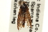  ( - CCDB-22951-G12)  @11 [ ] CreativeCommons - Attribution (2014) CBG Photography Group Centre for Biodiversity Genomics