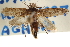  ( - CCDB-22951-H01)  @11 [ ] CreativeCommons - Attribution (2014) CBG Photography Group Centre for Biodiversity Genomics