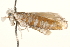  ( - CCDB-22952-A01)  @13 [ ] CreativeCommons - Attribution (2014) CBG Photography Group Centre for Biodiversity Genomics