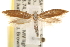  ( - CCDB-22952-A03)  @13 [ ] CreativeCommons - Attribution (2014) CBG Photography Group Centre for Biodiversity Genomics