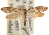  (Plutella albidorsella - CCDB-22952-A11)  @14 [ ] CreativeCommons - Attribution (2014) CBG Photography Group Centre for Biodiversity Genomics