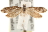  ( - CCDB-22952-B01)  @13 [ ] CreativeCommons - Attribution (2014) CBG Photography Group Centre for Biodiversity Genomics