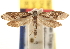  ( - CCDB-22952-B02)  @13 [ ] CreativeCommons - Attribution (2014) CBG Photography Group Centre for Biodiversity Genomics