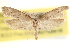  ( - CCDB-22952-G03)  @11 [ ] CreativeCommons - Attribution (2014) CBG Photography Group Centre for Biodiversity Genomics