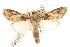  ( - CCDB-22953-B03)  @15 [ ] CreativeCommons - Attribution (2014) CBG Photography Group Centre for Biodiversity Genomics