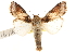  ( - CCDB-22953-B04)  @15 [ ] CreativeCommons - Attribution (2014) CBG Photography Group Centre for Biodiversity Genomics