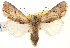  (Spodoptera eridania - CCDB-22953-C03)  @15 [ ] CreativeCommons - Attribution (2014) CBG Photography Group Centre for Biodiversity Genomics